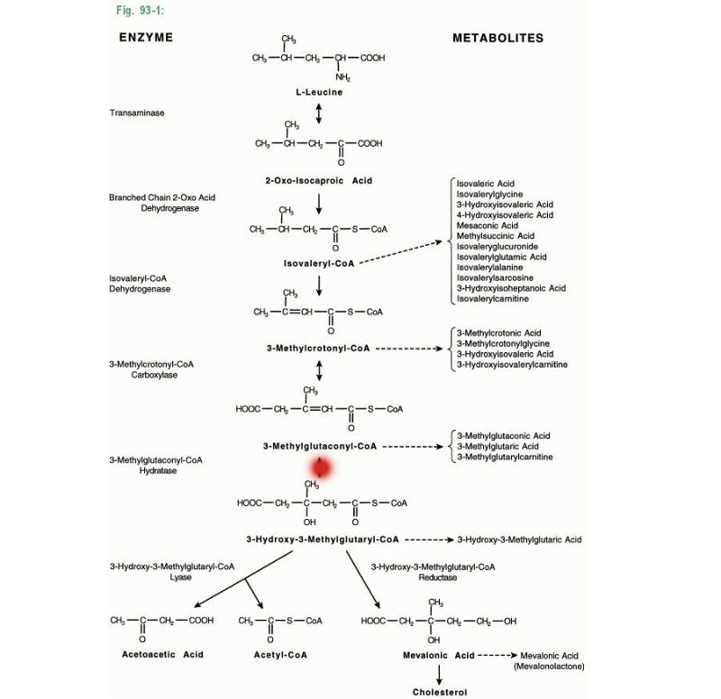 3-Methylglutaconic Aciduria Type I